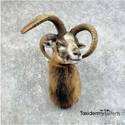 Jacobs Four Horn Cross Taxidermy Shoulder Mount For Sale