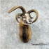 Jacobs Four Horn Cross Taxidermy Shoulder Mount For Sale