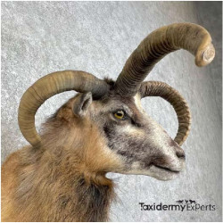 Jacobs Four Horn Cross Taxidermy Shoulder Mount For Sale