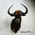 Black Wildebeest Taxidermy Shoulder Mount For Sale