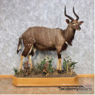 African Nyala Life-Size Taxidermy Mount For Sale
