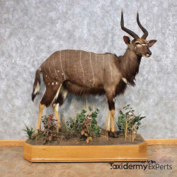 African Nyala Life-Size Taxidermy Mount For Sale