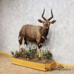 African Nyala Life-Size Taxidermy Mount For Sale