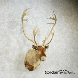 Barren Ground Caribou Taxidermy Shoulder Mount For Sale