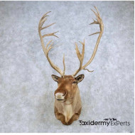 Barren Ground Caribou Taxidermy Shoulder Mount For Sale