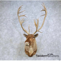 Barren Ground Caribou Taxidermy Shoulder Mount For Sale