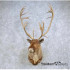 Barren Ground Caribou Taxidermy Shoulder Mount For Sale