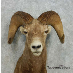 Bighorn Sheep Ram Head Taxidermy Shoulder Mount For Sale