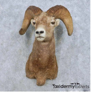 Bighorn Sheep Ram Head Taxidermy Shoulder Mount For Sale