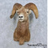 Bighorn Sheep Ram Head Taxidermy Shoulder Mount For Sale